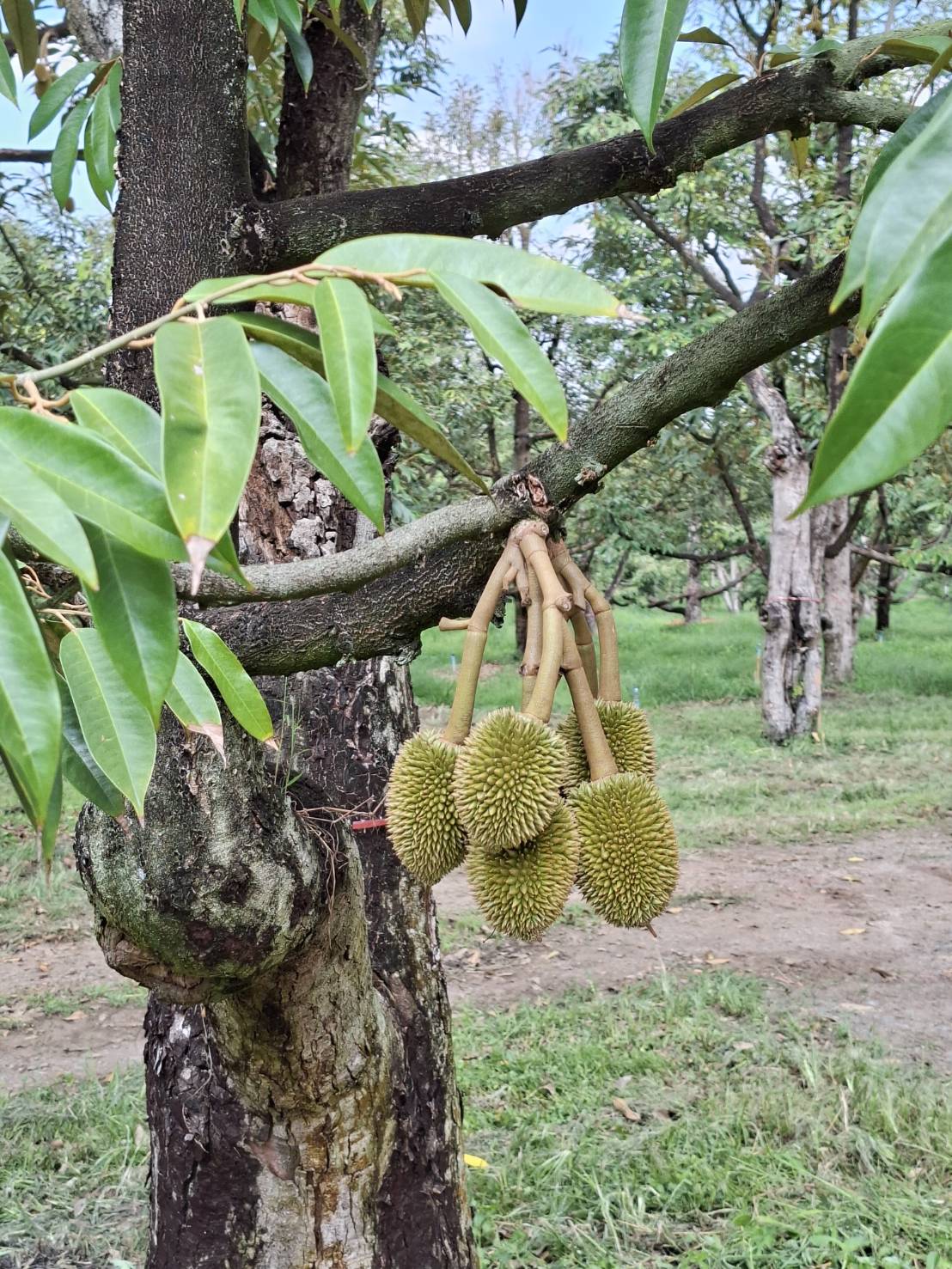 title - ผู้ตรวจราชการ ส.ป.ก. ประชุมตรวจราชการและติดตามความก้าวหน้าผลการดำเนินงานตามแผนการตรวจราชการของผู้ตรวจราชการสำนักงานการปฏิรูปที่ดินเพื่อเกษตรกรรม ประจำปีงบประมาณ พ.ศ. 2569 รอบที่ 1 เขตตรวจราชการที่ 9 จังหวัดตราด